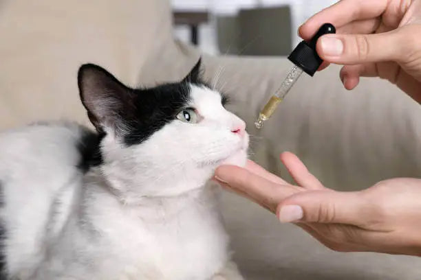 What Is a Pet Compounding Pharmacy? Custom Medications for Veterinary Care